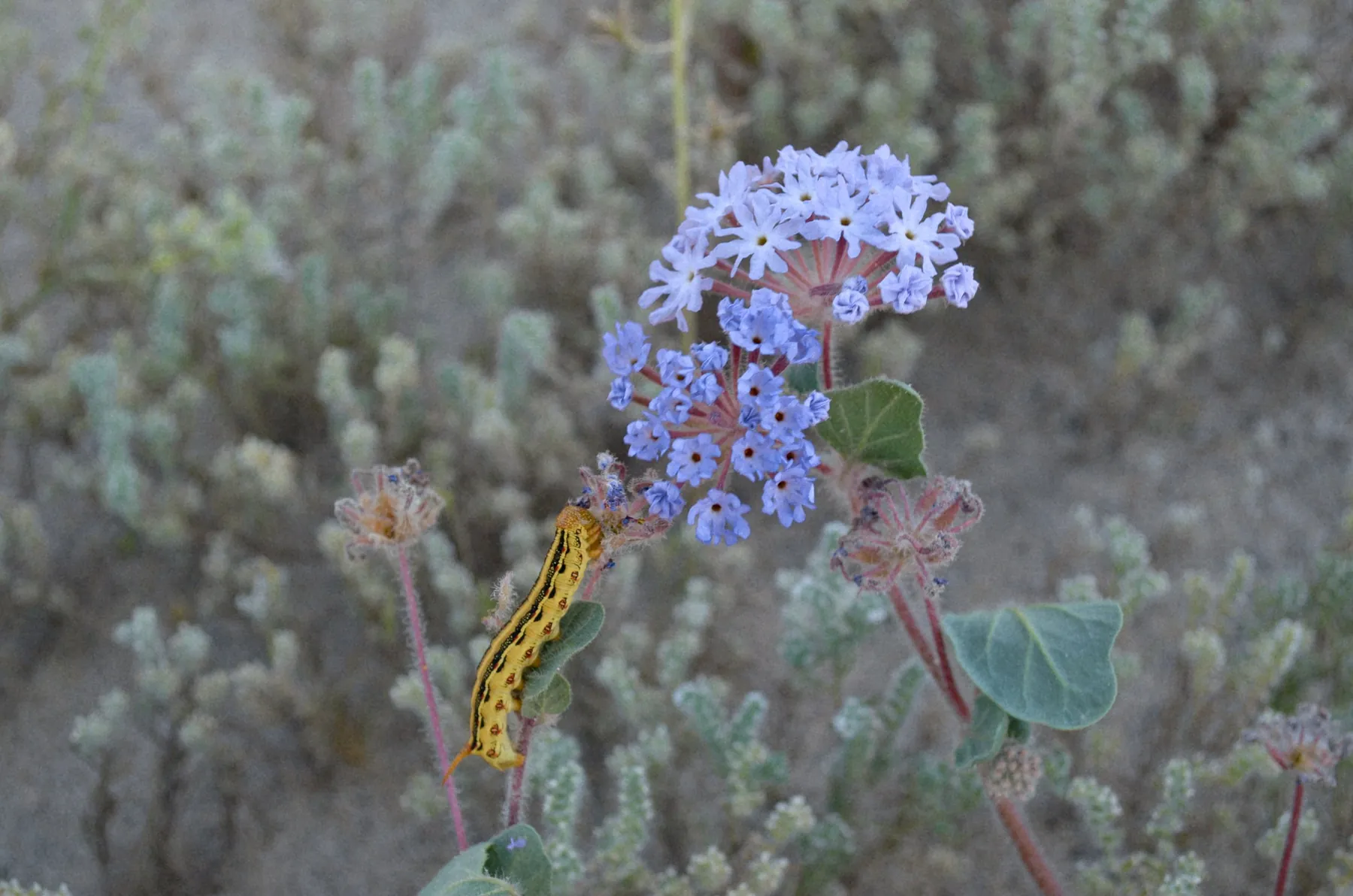 A community landscape