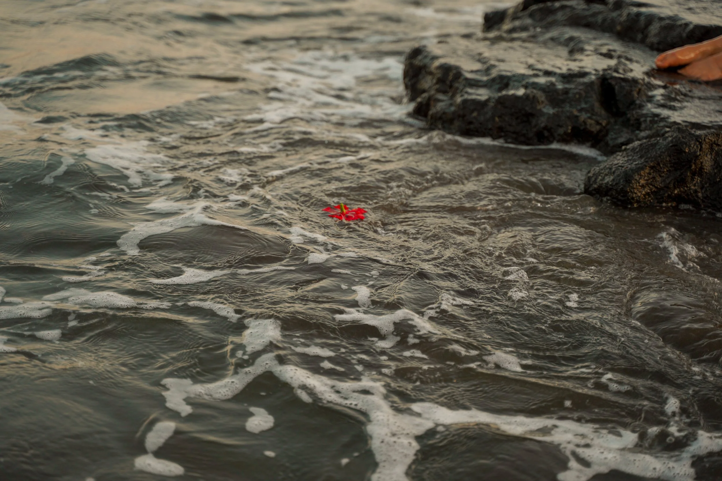 A flower carried by the river