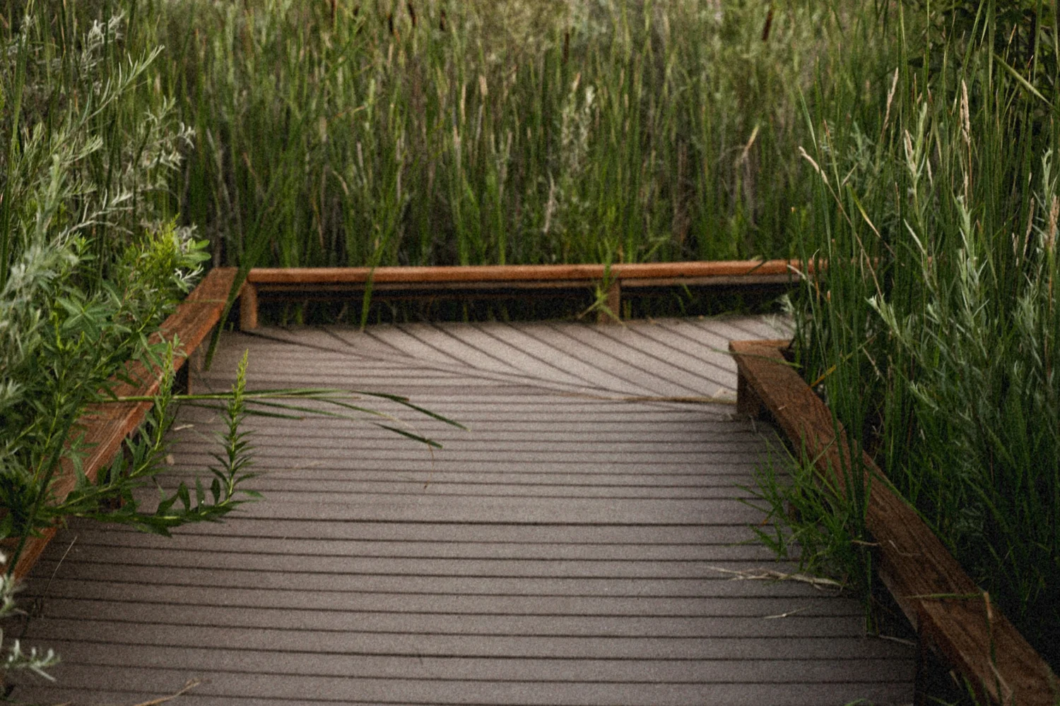 A boardwalk winding through green wetlands
